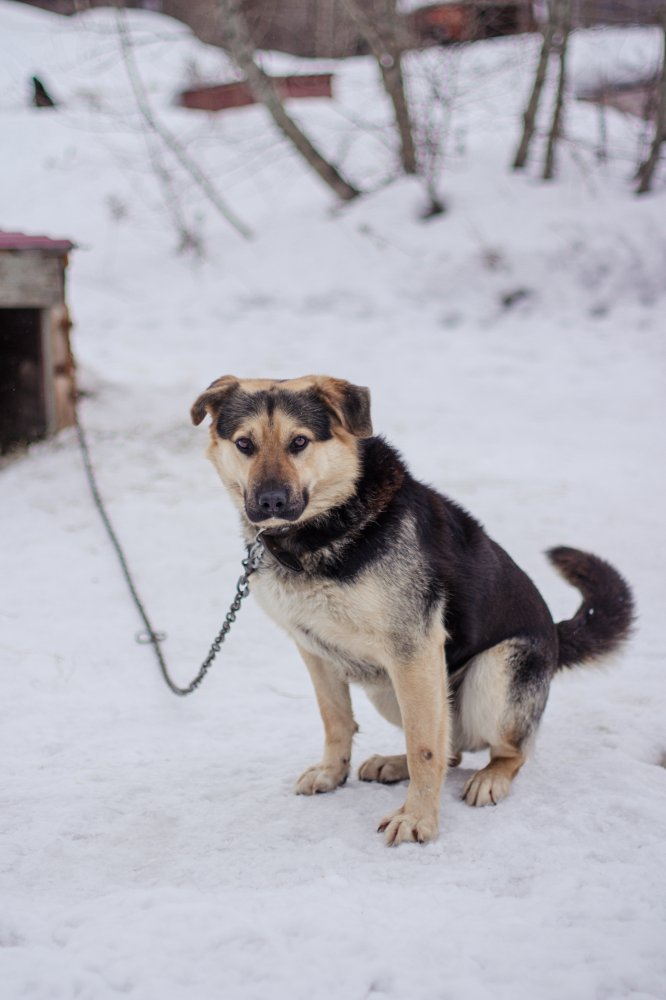 Жулик