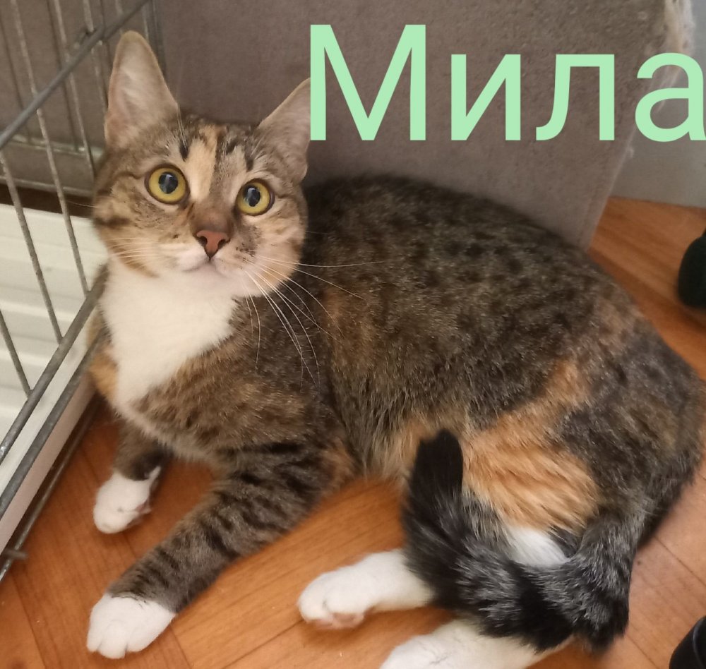 Мила